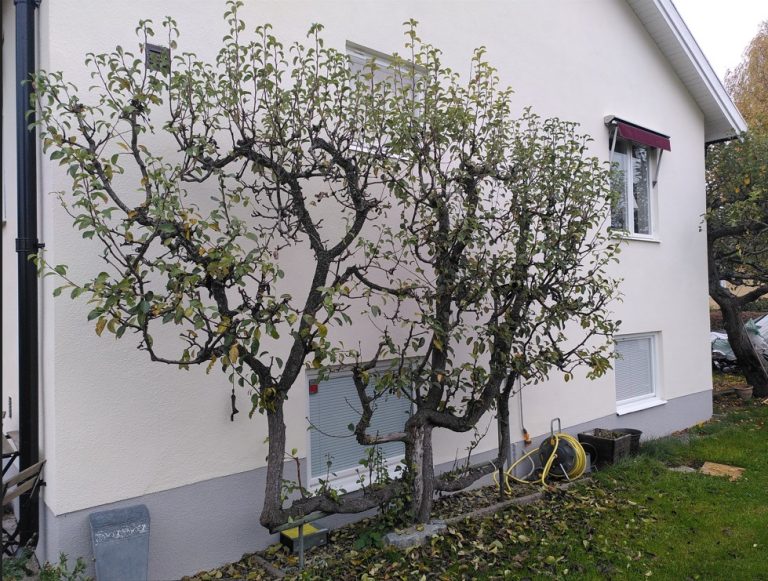 Goda resultat inom Bästa arborist i för dig i Salem