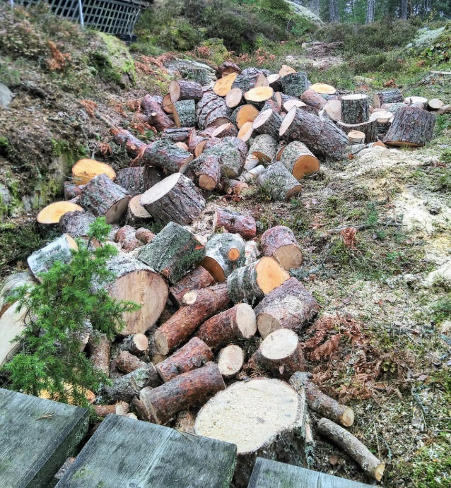 Högkvalitativ Bästa arborist i i Salem