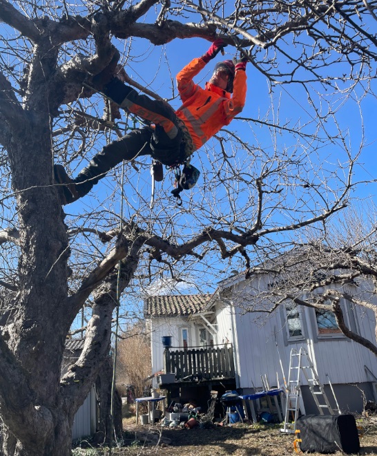 Kvalitativ Bästa arborist i i Salem till bra pris