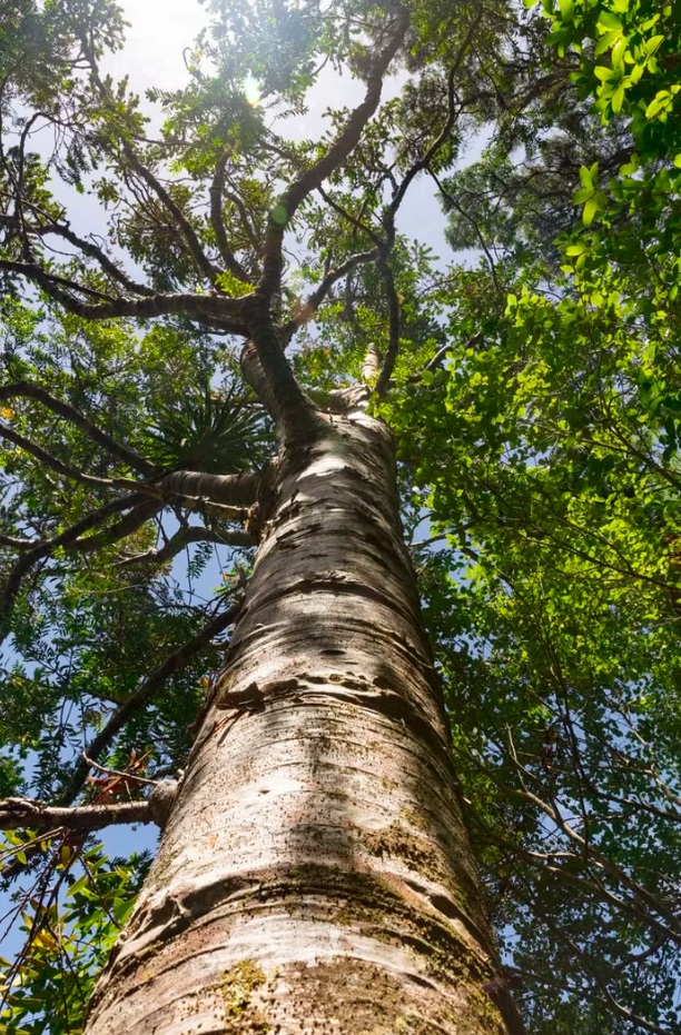 Bästa Bästa arborist i för dig i Salem