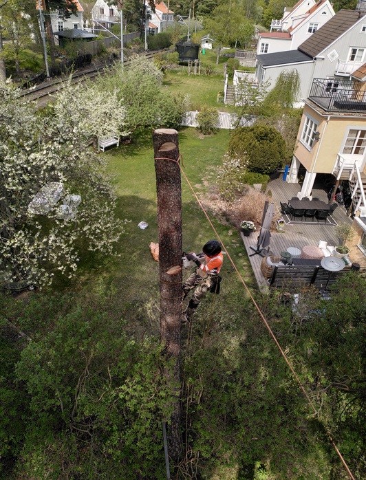 Arborist i Salem med goda resultat inom Bästa arborist i